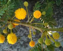 Acacia farnesiana - Inflorescences and buds - Click to enlarge!