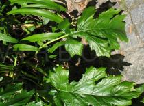 Acanthus mollis - Leaf - Click to enlarge!
