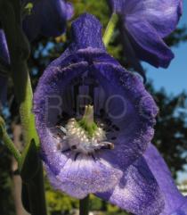 Aconitum carmichaelii - Flower - Click to enlarge!