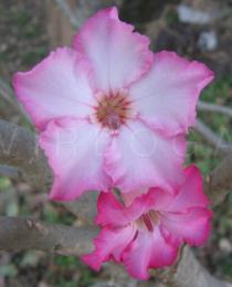 Adenium obesum - Flower - Click to enlarge!
