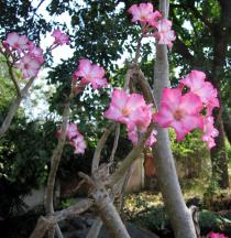 Adenium obesum - Branches with flowers - Click to enlarge!