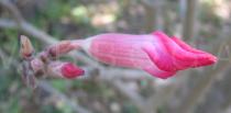 Adenium obesum - Flower bud - Click to enlarge!