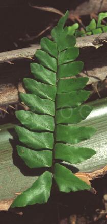 Adiantum latifolium - Leaf upper side - Click to enlarge!