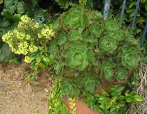 Aeonium arboreum - Habit of outdoor pot plant - Click to enlarge!
