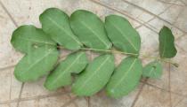 Afzelia africana - Lower surface of leaf - Click to enlarge!