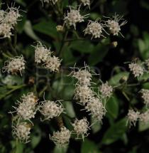 Ageratina ligustrina - Flower heads - Click to enlarge!