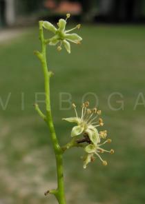 Ailanthus altissima - Flower, side view - Click to enlarge!