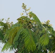 Albizia chinensis - Branch - Click to enlarge!