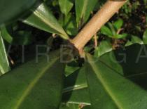 Allamanda cathartica - Leaf insertion - Click to enlarge!