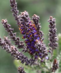 Amorpha canescens - Flowers - Click to enlarge!