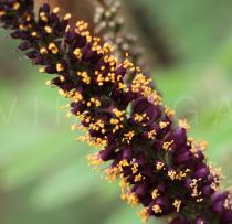 Amorpha fruticosa - Inflorescence, close-up - Click to enlarge!
