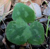 Anemone hepatica - Upper surface of leaf - Click to enlarge!