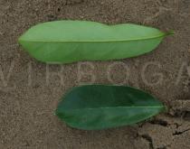 Annona muricata - Upper and lower surface of leaf - Click to enlarge!