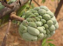 Annona squamosa - Fruit - Click to enlarge!