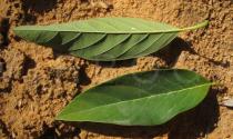Annona squamosa - Upper and lower surface of leaf - Click to enlarge!