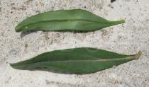 Antirrhinum majus - Upper and lower surface of leaf - Click to enlarge!