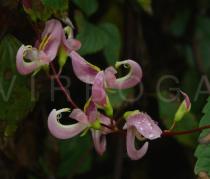 Apios carnea - Flowers - Click to enlarge!