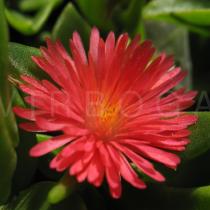 Aptenia cordifolia - Flower - Click to enlarge!