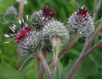 Arctium tomentosum - Flower heads, side view - Click to enlarge!