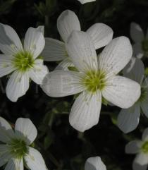 Arenaria montana - Flowers - Click to enlarge!
