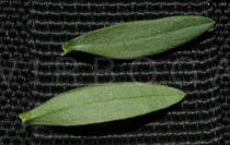 Arenaria montana - Upper and lower surface of leaf - Click to enlarge!
