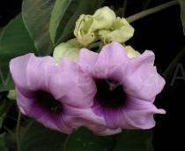 Argyreia nervosa - Flowers - Click to enlarge!