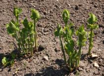 Aristolochia clematitis - Juvenil plants - Click to enlarge!