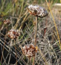 Armeria pungens - Withered inflorescence - Click to enlarge!