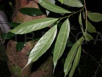 Artocarpus petelotii - Lower surface of leaves - Click to enlarge!