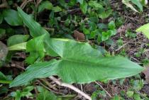Arum italicum - Leaf - Click to enlarge!