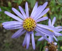 Aster amellus - Flower head - Click to enlarge!