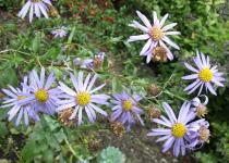 Aster amellus - Branch with flower heads - Click to enlarge!