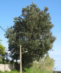 Banksia integrifolia - Habit - Click to enlarge!