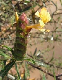 Barleria lupulina - Flower, side view - Click to enlarge!