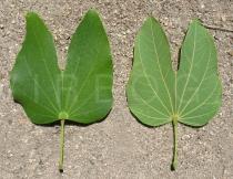 Bauhinia forficata - Upper and lower surface of leaf - Click to enlarge!