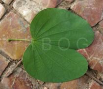 Bauhinia variegata - Upper side of leaf - Click to enlarge!