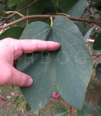 Bauhinia variegata - Upper surface of leaf - Click to enlarge!