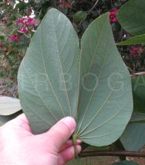 Bauhinia variegata - Lower surface of leaf - Click to enlarge!