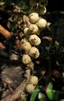 Bencomia caudata - Fruits - Click to enlarge!