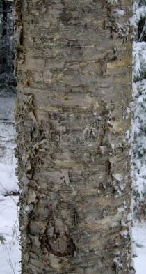 Betula alleghaniensis - Bark - Click to enlarge!
