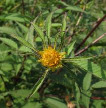 Bidens frondosa - Flower - Click to enlarge!