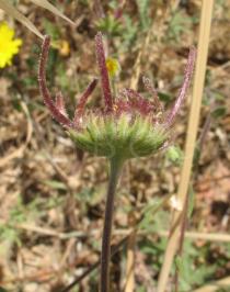 Calendula suffruticosa - Inflorescence - Click to enlarge!