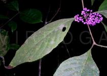 Callicarpa bodinieri - Upper surface of leaf - Click to enlarge!