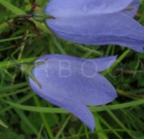 Campanula rotundifolia - Flower - Click to enlarge!