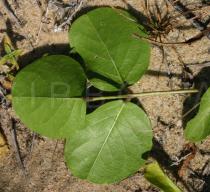 Canavalia rosea - Lower surface of leaf - Click to enlarge!