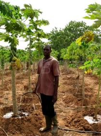 Carica papaya - Irrigation of adult trees - Click to enlarge!