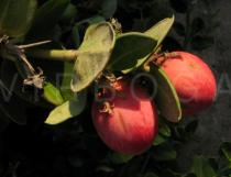 Carissa macrocarpa - Fruits - Click to enlarge!