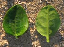 Carissa macrocarpa - Upper and lower surface of leaf - Click to enlarge!