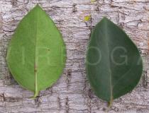 Carissa spinarum - Upper and lower surface of leaf - Click to enlarge!