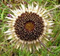 Carlina vulgaris - Flower head - Click to enlarge!